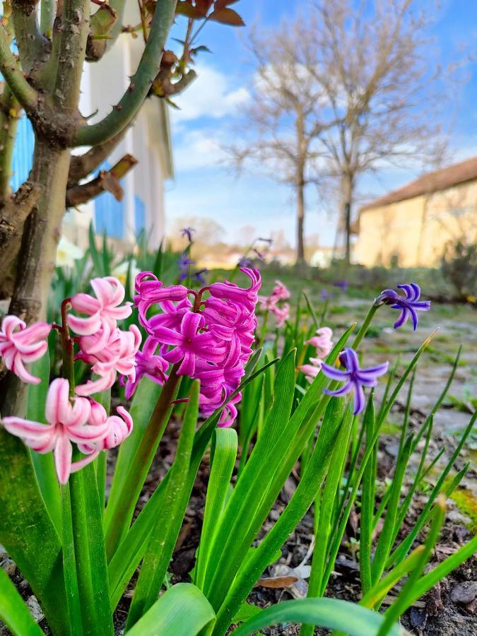 Ethno&Coffee House Tulip Bed & Breakfast Glozan Exterior photo